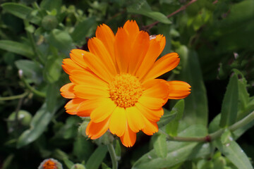 Orange flower
