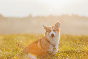 The Pembroke red Welsh Corgi dog sits in the rays of the sun at dawn.