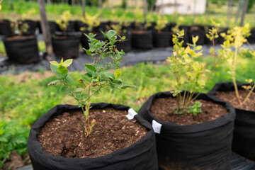 Young Blueberry Seedlings Ready for Future Production of Fresh Juices.