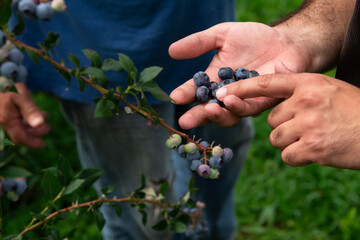 Father and Son Farmers Inspecting the Quality of Their Blueberry Harvest Together.