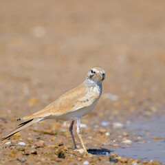 Hoopoe lark, 