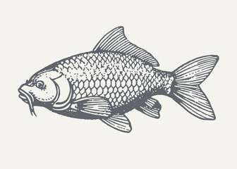 Carp. Vintage woodcut engraving style vector illustration.