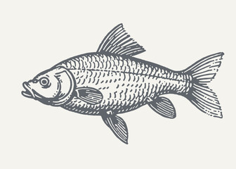 Carp. Vintage woodcut engraving style vector illustration.