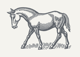 Horse. Vintage woodcut engraving style vector illustration.