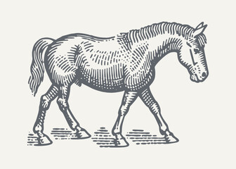 Horse2. Vintage woodcut engraving style vector illustration.