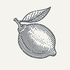 Lemon. Vintage woodcut engraving style vector illustration.