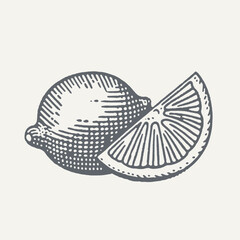 Sliced Lemon. Vintage woodcut engraving style vector illustration.