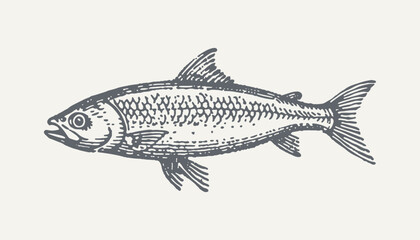 Fototapeta premium Sardine. Vintage woodcut engraving style vector illustration.