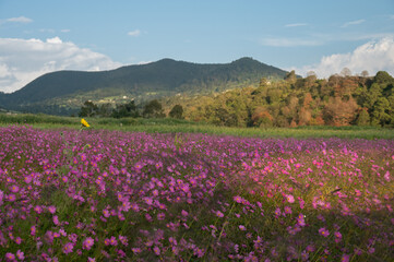 Panoramic landscape photography with sunflower flowers (Cosmos bipinnatus) at sunset, with a pine forest in the background, clouds and a mountain.