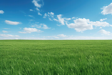 Fototapeta premium Serene Green Grass Field Under Blue Sky With White Clouds