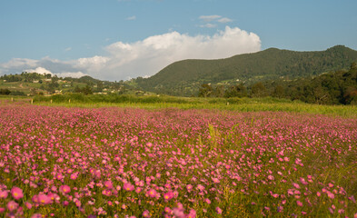 Panoramic landscape photography with sunflower flowers (Cosmos bipinnatus) at sunset, with a pine forest in the background, clouds and a mountain.