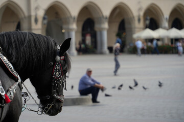 Obraz premium A decorated horse stands in a historic city square, embodying the intersection of tradition and modern urban life. This scene highlights cultural heritage in a bustling urban setting.