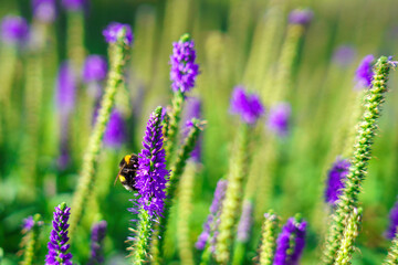 Fototapeta premium bee diligently collects nectar from a vibrant blue flower on a sunny day, embodying nature's intricate dance of pollination and the harmony of life