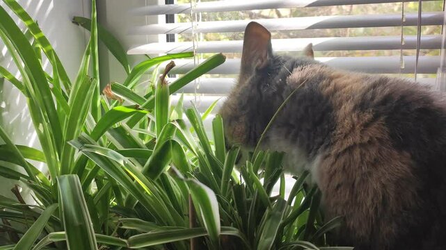 a cat sits on a windowsill and eats leaves of a houseplant in a pot, the cat gets vitamins through eating greens
