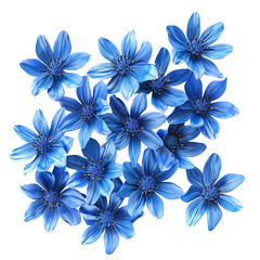 Obraz premium Blue Flowers in Close Up