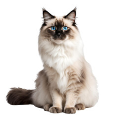 A Ragdoll cat  sitting on white background closeup 