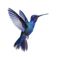 Obraz premium A Blue Hummingbird in Flight