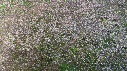 Texture avec de petits points vert et marron. Amas de fougère sèche vu du ciel.