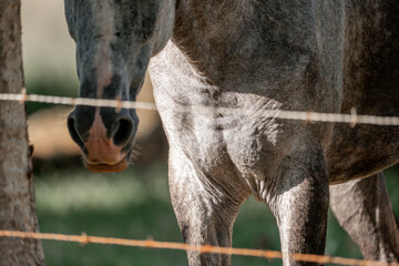 horses in Costa Rica travel equine 