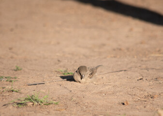 little sparrows on the ground