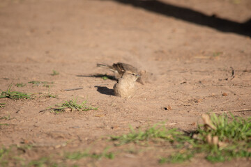 little sparrows on the ground