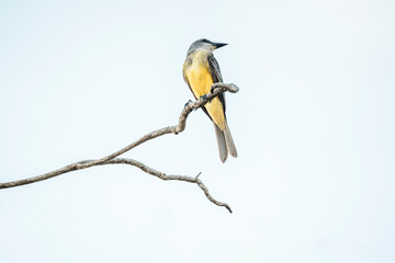 yellow fly catcher bird on a branch