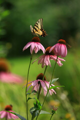 Eastern Swallowtail Butterfly in a Wildflower Meadow