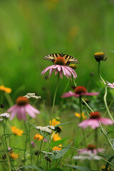 Eastern Swallowtail Butterfly in a Wildflower Meadow