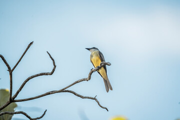 yellow fly catcher bird on a branch
