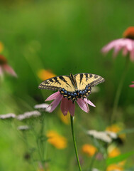Eastern Swallowtail Butterfly in a Wildflower Meadow