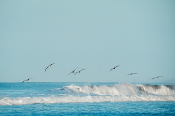 pelican birds hovering above the ocean sea 