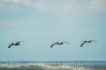 pelican birds hovering above the ocean sea 