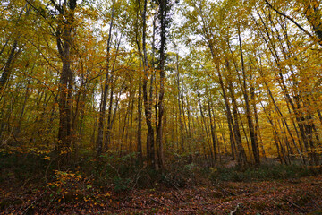 A view from the Igneada Longoz Forests is in Kirklareli, Turkey.