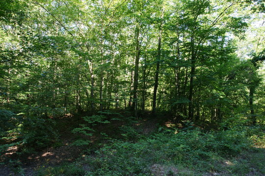 A view from the Igneada Longoz Forests is in Kirklareli, Turkey.