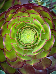 Close-up rosette of leaves of aeonium arboreum green succulent in a garden in California, United...