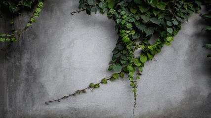 Ivy grapes on a rough gray concrete wall