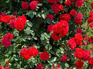 Bright red roses in flower garden. 