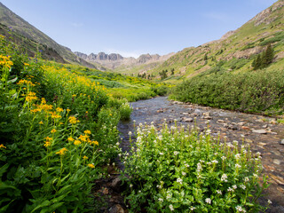 Alpine Loop scenic drive at Colorado. Spring is the wildflower season. Wildflower blooming everywhere in the valley, meadow and near the creek area. Driving offroad and some scenic byway are the best 