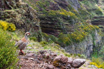 Fototapeta premium Partridge contemplating the view, Portugal