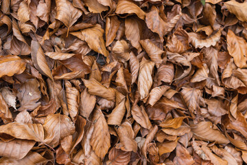 Brown autumn leaves on the ground in the park, autumn background with autumn dry foliage