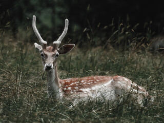 Reh im Gras