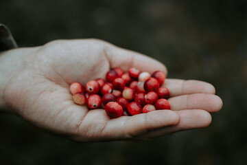 Cranberries in a person's hand