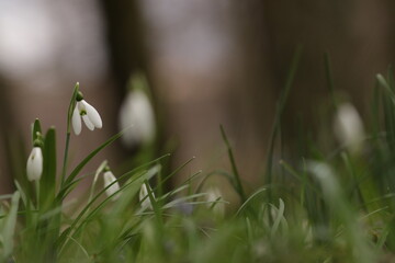 fiore di bucaneve nel bosco