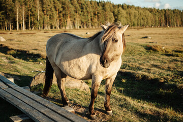 Semi-wild konik polski horse at Engure Lake Nature Park, Latvia in September © Julija