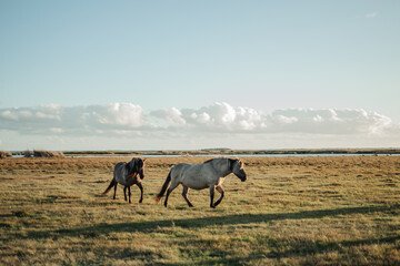 Semi-wild konik polski horses at Engure Lake Nature Park, Latvia in September © Julija