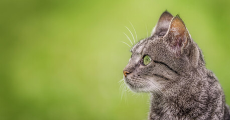 Naklejka premium Portrait of a beautiful tabby cat on nature