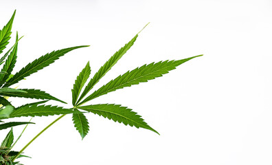 Marijuana leaves, cannabis on a white background,