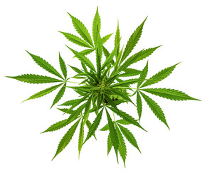 Growing marijuana in the pot, cannabis plants isolated on white background with clipping path.