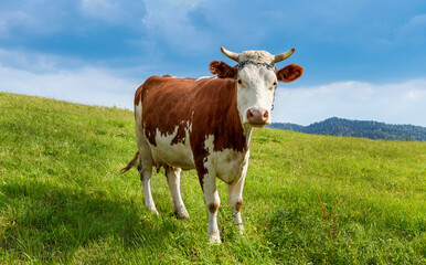 A cow in a clean and ecological mountain environment