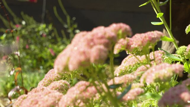 A sedum plant blooming in a home garden.
